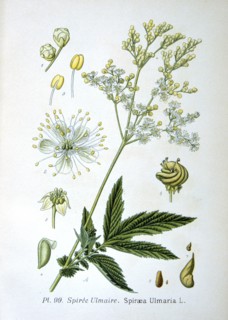 Meadowsweet, 1893. Artist: Unknown