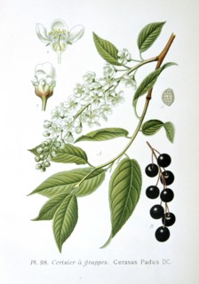 Bird cherry, 1893. Artist: Unknown