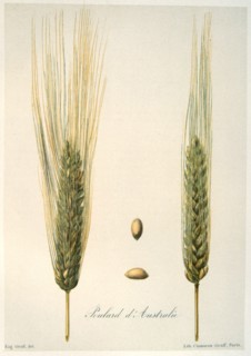 Ears of wheat, c1888. Artist: E Graff