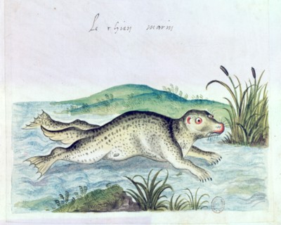 'Marine dog', 16th century. Artist: Unknown