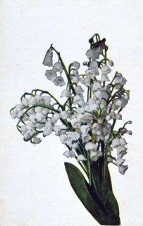 'Snowdrop', French flower postcard, c1900. Artist: Unknown