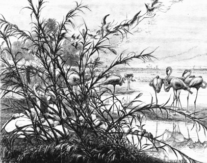 'A Parliament of Birds on the Lake Menaleh', 1880. Artist: Wilhelm Gentz