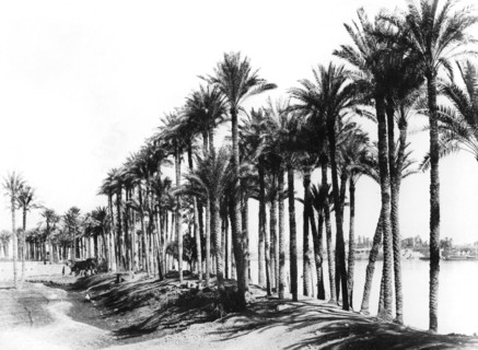 Palm Trees beside the Nile, Egypt, 1895. Artist: Zangaki