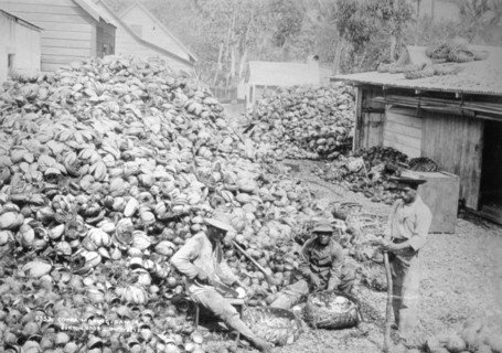 Copra making, Samoa, 1899. Artist: Burton Brothers