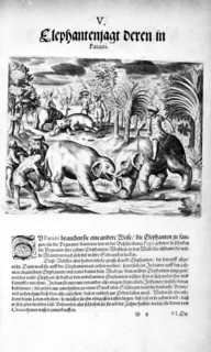 Elephants Fighting, 1606. Creator: Theodor de Bry.