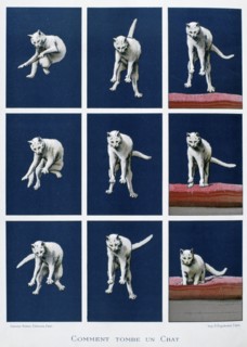 How a cat falls, 19th century. Artist: Gustave Francois Lasellaz