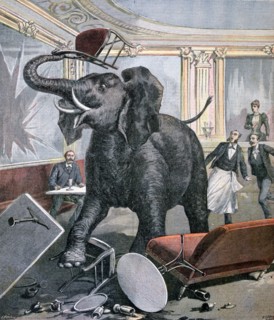 A elephant in the Pre-Catalan Café, Toulouse, France, 1891. Creator: Henri Meyer.