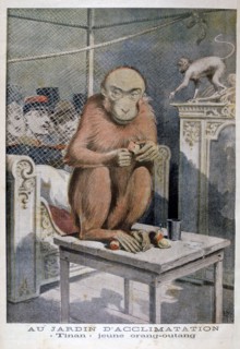 Tinan the orangutan, 1896. Artist: Henri Meyer