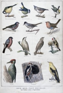 Useful birds in agriculture, 1896. Artist: A Clement
