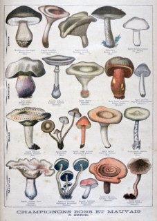Good and bad mushrooms, 1896. Artist: Unknown