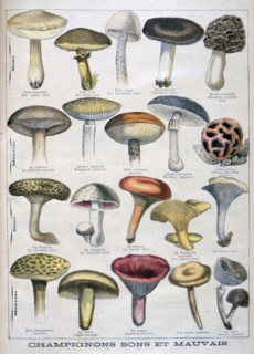 Good and bad mushrooms, 1896. Artist: Unknown
