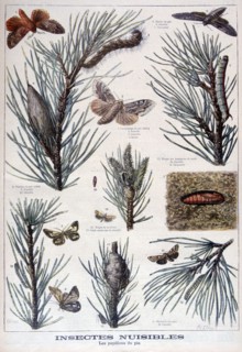 Harmful insects: butterflies and moths that damage pine trees, 1897. Creator: A Clement.