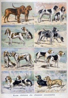 Gun dogs, 1897. Creator: P Mahler.