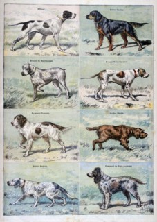 Gun dogs, 1897. Creator: P Mahler.