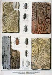 Xylophagous insects that are destructive to forests, 1897. Creator: F Meaulle.