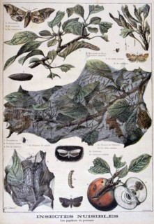 Harmful insects: moths that damage apple trees, 1897. Creator: F Meaulle.