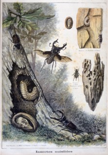 Harmful insects, 1897. Creator: F Meaulle.