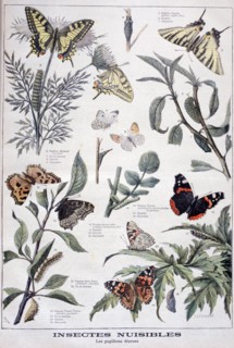 Harmful insects: daylight butterflies, 1897. Creator: F Meaulle.