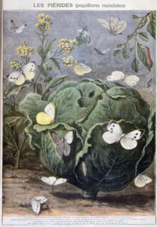 Pierid butterflies, 1897. Creator: F Meaulle.