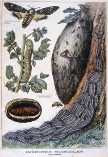Harmful crepuscular insects, 1897. Creators: F Meaulle, A Clement.