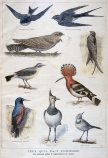 Birds that are protected, and helpful in agriculture, 1897. Creator: F Meaulle.