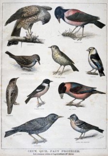 Birds that are protected, and helpful in agriculture, 1897. Creator: F Meaulle.