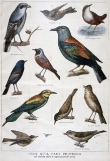 Birds that are protected, and helpful in agriculture, 1897. Creator: F Meaulle.