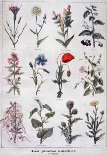 Harmful plants, 1897. Creator: F Meaulle.