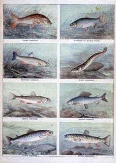 Freshwater fish, 1898.  Creator: F Meaulle.