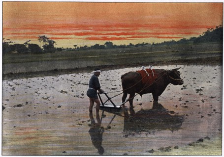 'Preparation of a Rice Plantation in Japan', c1890. Artist: Charles Gillot