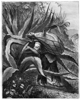 Indian extracting pulque, Mexico, 19th century. Artist: Unknown