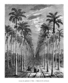 Avenue of palm trees, Cuba, 19th century. Artist: E de Berard