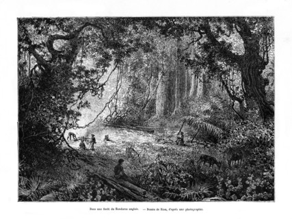 Rainforest in British Honduras, 19th century. Artist: Edouard Riou