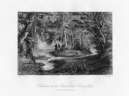 'Swallows in the Banks of the River Mole', Surrey, 19th century. Artist: J Archer