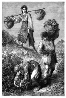 'Peasants gathering roses in Roumelia', c1890. Artist: Unknown