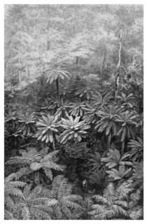Fern Tree Gully, Australia, 1886. Artist: Unknown