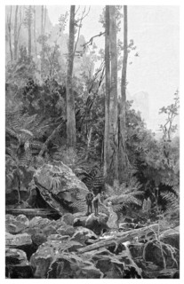 A gully in the Blue Mountains, Australia, 1886.Artist: Frederic B Schell