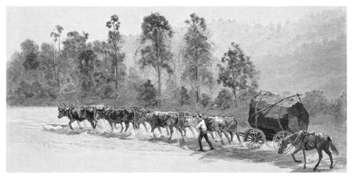 Cedar-getting on the Richmond River, New South Wales, Australia, 1886.Artist: JR Ashton
