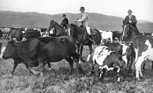 The Prince of Wales rounding up cattle in Alberta, Canada, c1930s. Artist: Unknown