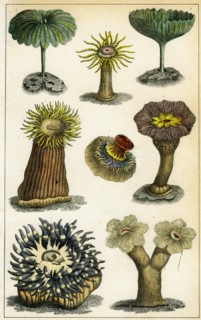 Sea anemones, c19th century.Artist: A Fullarton & Co