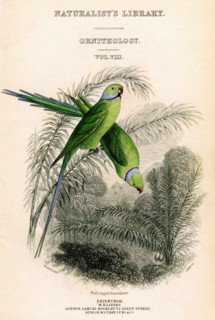 'The Naturalist's Library, Ornithology Vol VIII, Red ringed Parrakeet', c1833-1865.Artist: William Home Lizars