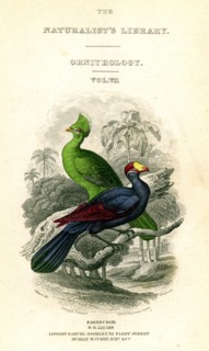 'The Naturalist's Library, Ornithology, Senegal Touraco, Violet Plantain Eater', c1833-1865.Artist: William Home Lizars