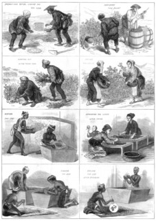 Japanese tea production, 1874. Artist: Unknown