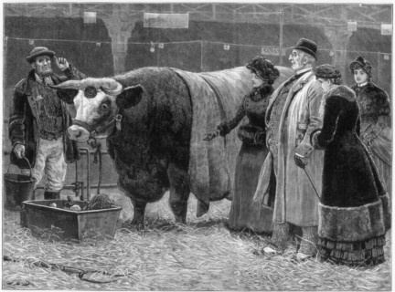 Prize bull, 1883. Artist: Unknown
