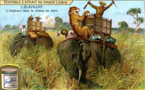 The Elephant on a tiger hunt, c1900. Artist: Unknown