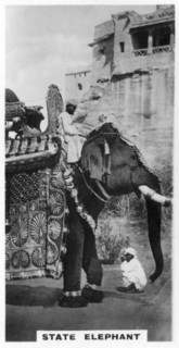 Government elephant in state costume, South India, c1925. Artist: Unknown