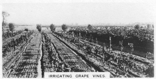 Irrigating grape vines, Australia, 1928. Artist: Unknown