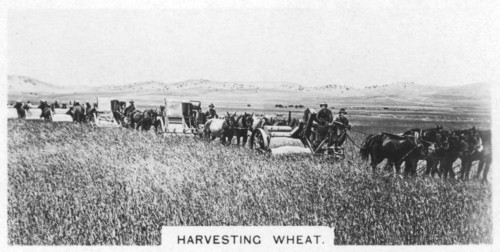Harvesting wheat, Australia, 1928. Artist: Unknown