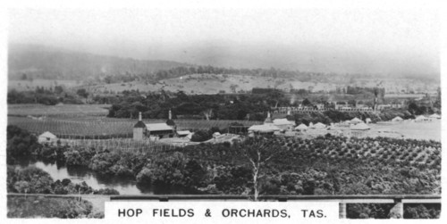 Hop fields and orchards, Tasmania, Australia, 1928. Artist: Unknown