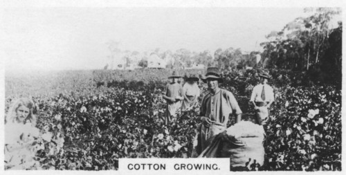 Cotton picking, Australia, 1928. Artist: Unknown